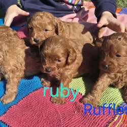 Adopt a dog:Gorgeous Cavoodle Puppies/Cavoodle/Female/Younger Than Six Months,Gorgeous F2 Cavoodles..mum and dad are gorgeous and well suited to therapy temperament..they are also big cavoodles.. mum around 6kgsand dad around 10kg.. so are great for family outings and kids and come with alot less anxiety than the smaller insecure dog breeds..pups will be available after 8wks..taking expression of interests..Archie and Lilly are in home pets and part of the family and pups are raised the same..They are used to cats and and dogs and will be introduced to noises e.g vacuums...tv..people kids so they are without anxiety..they will come vet checked.. vaccinated and wormed..currently wormed every 2 weeks..and are raised on the best of food.. and mum is on a great diet..of chicken vegetables and dry food .. yoghurt to ensure the best milk..A deposit of $200 is required to secure pup..You are more than welcome to come and visit and see pups and mum and dad..we are located in Gulmarrad in Northern nsw..Our Rpba number is 14853Please be certain you are ready for a 15 year commitment to Ur pup as well as training and also Cavoodles are not the kind of dog to be left alone all week.. they are loving and super affectionate and love company..Feel free to call and have a chat.Regard