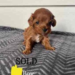Brown Cavoodle Puppies For Sale/Cavoodle/Male/Younger Than Six Months,6 week old very cute cavoodle puppies3x boys left- Both parents have DNA papers and are cleared of any diseases or imperfections.- The puppies have been microchipped and the first lot of their vaccinations are done.- very playful and full of energy- very cuddly and gentleMessage for more information and for more photos.Very happy to answer any questions you might have.Thanks