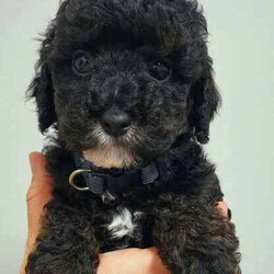 Tiny Toy Cavoodles - Male/Female - Exceptional Temperaments/Cavoodle/Both/Younger Than Six Months,These puppies are Toy Cavoodles that will mature on the smaller size of your average toy Cavoodle. Miss Peach and Miss Yellow being the tiny two currently weighing in at a teeny tiny 1kg (6.5 weeks)!This litter of puppies are so beautiful happy and super friendly. They are happy and playful but also calm (not hyper at all) they will make the most amazing family pets and companions.They have all passed their 6 week vet check, have had 1st vaccination, microchip and are up to date with worming.Our puppies are raised in a family friendly home with children and other pets so the puppies are prepared to transition into a new family environment.Both parents are beautiful family dogs both smart, calm and easy to train. The dad (toy poodle 3.8kg) is DNA checked to ensure puppies are free from testable hereditary diseases. Their mum is the sweetest family pet an adorable healthy Cavoodle (5kg).We follow the 2,4,6,8 rule with worming - meaning they are wormed every 2 weeks in our care. The puppies will also come vet checked, vaccinated and microchipped. They will come with a puppy pack to help with a positive transition into their new home.