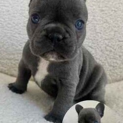 French Bulldog Pups (Purebred) /French Bulldog/Both/Younger Than Six Months,FOR SALEFrench Bulldog PupsColours: Blue/1x Blue Pied4 Female3 MaleCurrently 5 weeks oldReady for homing from the 25th of August, 2024 (8 weeks)Will be microchipped and vaccinatedPrice $2,500 eachLocated in KurrajongFor more info call or text Tara on ******5338 REVEAL_DETAILS 