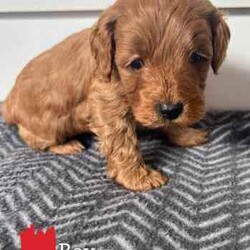 Brown Toy Cavoodle Puppies For Sale/Cavoodle/Male/Younger Than Six Months,7 week old very cute cavoodle puppiesx3 males left- Both parents have DNA papers and are cleared of any diseases or imperfections- The puppies have been microchipped and have had their 6 week vaccinations- Very playful and full of energy- Very cuddly and gentleMessage for more information and more photos.Very happy to answer any questions you may have!Thanks.
