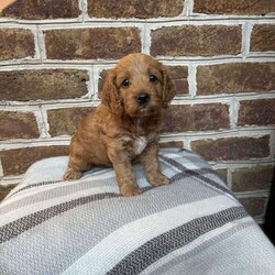 Ember/Cockapoo									Puppy/Female	/8 Weeks,Meet Ember. This beautiful girl has been raised by our family and is well socialized. She playful and adventurous and just loves to cuddle and give lots of kisses. Ember will be coming to you with a health certificate from our vet, up to date vaccinations, dewormed, and a 30 day health guarantee. 