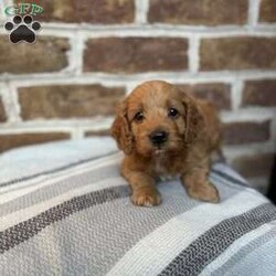 Ember/Cockapoo									Puppy/Female	/8 Weeks,Meet Ember. This beautiful girl has been raised by our family and is well socialized. She playful and adventurous and just loves to cuddle and give lots of kisses. Ember will be coming to you with a health certificate from our vet, up to date vaccinations, dewormed, and a 30 day health guarantee. 