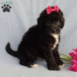 Stella/Mini Sheepadoodle									Puppy/Female	/8 Weeks,Prepare to fall in love!!! My name is Stella and I’m the sweetest little F1b mini sheepadoodle looking for my furever home! One look into my warm, loving eyes and at my silky soft coat and I’ll be sure to have captured your heart already!  I’m very happy, playful and very kid friendly and I would love to fill your home with all my puppy love!! I am full of personality, and I give amazing puppy kisses! I stand out way above the rest with my beautiful shiny black coat!!!…  I have been vet checked head to tail and  I am up to date on all vaccinations and dewormings . I come with a 1 year guarantee with the option of extending it to a 3 year guarantee and  shipping is available! We also have NDR (national doodle registry) papers available and birth certificates for an additional fee! My mother is our precious Lily, a 44# sheepadoodle with a heart of gold and a very mild personality and my father is Cory, a 15# blue merle mini poodle and he also has a wonderful personality!! Both of the parents are available to meet and the mother is genetically tested clear!   I will grow to approx  25-30# and I will be hypoallergenic and nonshedding! !!… Why wait when you know I’m the one for you? Dont miss out, call or text Martha to make me the newest addition to your family and get ready to spend a lifetime of tail wagging fun with me!   (7% sales tax on in home pickups)