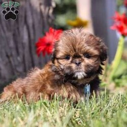 Fireball/Shih Tzu									Puppy/Male	/8 Weeks,Meet Fireball! This handsome AKC ShihTzu puppy is an absolute bundle of joy. With his silky, stunning coat and expressive dark eyes, it’s impossible not to fall in love at first sight. Full of playful energy and a gentle demeanor, this little one is perfect for cuddling and companionship. ShihTzus are known for their affectionate nature, and this puppy is no exception- always eager to be by your side, whether it’s for a walk in the park or a cozy nap at home. Raised with care, we are dedicated to ensuring that this baby is both happy and healthy, making the transition to his new home as smooth as possible!