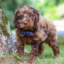 Ezra/Cockapoo									Puppy/Male	/7 Weeks,Meet Ezra, the most adorable little Cockapoo you will ever meet! This stunning little baby has the most luscious hair coat and the most darling features of a Cockapoo. He is ready to take on the world with his forever family by his side. His knack for bringing smiles to the faces of everyone he meets has ensured that he has received endless love and attention since birth. This has allowed him to become highly socialized and very adaptable. When he joins you and your family, he will have no trouble adjusting to you and your lifestyle.