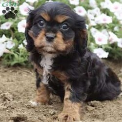 Bubbles/Cavalier King Charles Spaniel									Puppy/Female	/8 Weeks,Hi, I’m an adorable little girl looking for a new home. I would love to join you on your next adventure. Please reach out to my family for any questions you may have.