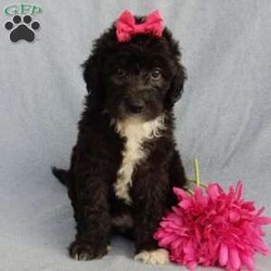 Stella/Mini Sheepadoodle									Puppy/Female	/8 Weeks,Prepare to fall in love!!! My name is Stella and I’m the sweetest little F1b mini sheepadoodle looking for my furever home! One look into my warm, loving eyes and at my silky soft coat and I’ll be sure to have captured your heart already!  I’m very happy, playful and very kid friendly and I would love to fill your home with all my puppy love!! I am full of personality, and I give amazing puppy kisses! I stand out way above the rest with my beautiful shiny black coat!!!…  I have been vet checked head to tail and  I am up to date on all vaccinations and dewormings . I come with a 1 year guarantee with the option of extending it to a 3 year guarantee and  shipping is available! We also have NDR (national doodle registry) papers available and birth certificates for an additional fee! My mother is our precious Lily, a 44# sheepadoodle with a heart of gold and a very mild personality and my father is Cory, a 15# blue merle mini poodle and he also has a wonderful personality!! Both of the parents are available to meet and the mother is genetically tested clear!   I will grow to approx  25-30# and I will be hypoallergenic and nonshedding! !!… Why wait when you know I’m the one for you? Dont miss out, call or text Martha to make me the newest addition to your family and get ready to spend a lifetime of tail wagging fun with me!   (7% sales tax on in home pickups)