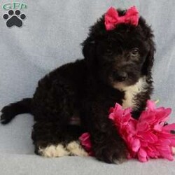 Stella/Mini Sheepadoodle									Puppy/Female	/8 Weeks,Prepare to fall in love!!! My name is Stella and I’m the sweetest little F1b mini sheepadoodle looking for my furever home! One look into my warm, loving eyes and at my silky soft coat and I’ll be sure to have captured your heart already!  I’m very happy, playful and very kid friendly and I would love to fill your home with all my puppy love!! I am full of personality, and I give amazing puppy kisses! I stand out way above the rest with my beautiful shiny black coat!!!…  I have been vet checked head to tail and  I am up to date on all vaccinations and dewormings . I come with a 1 year guarantee with the option of extending it to a 3 year guarantee and  shipping is available! We also have NDR (national doodle registry) papers available and birth certificates for an additional fee! My mother is our precious Lily, a 44# sheepadoodle with a heart of gold and a very mild personality and my father is Cory, a 15# blue merle mini poodle and he also has a wonderful personality!! Both of the parents are available to meet and the mother is genetically tested clear!   I will grow to approx  25-30# and I will be hypoallergenic and nonshedding! !!… Why wait when you know I’m the one for you? Dont miss out, call or text Martha to make me the newest addition to your family and get ready to spend a lifetime of tail wagging fun with me!   (7% sales tax on in home pickups)