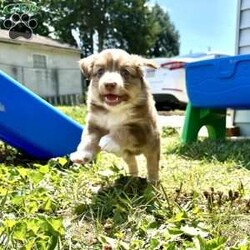 Honey/Miniature Australian Shepherd									Puppy/Female	/8 Weeks,This furball of energy is sure to greet you at the door with loads of kisses. Honey may be the smallest of her litter, but she has the most love to give. 