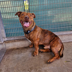 Frankie/Staffordshire Bull Terrier / Dachshund Standard (Smooth)/Male/4 Years 5 Months,Hi friends, my name is Frankie! I'm a handsome little gentleman looking for my forever home, could that be with you? I have had a rough start to life but with the help of my shelter friends, I am now ready to join my new family! I am a very affectionate young man, who loves nothing more than spending quality time with my humans, whether it's basking in the sunshine or curled up on the lounge watching your favourite tv show! I'd suit a quieter home, preferably with no young children, and no other animals, as I can sometimes get overwhelmed with too much noise and activity around me. I would also love it if my humans were home more often than not, as I'm quite a clingy man and love their constant attention and cuddles. I know sometimes you have to go out, if you can leave me with some fun toys, yummy treats, and a snuggly bed, I should be safe and happy until you get home. I would benefit from daily enrichment and interactive feeders to help keep my mind and body active. If you think that your home would be a good fit, please fill out an application online at  or call 0477 064 192 and the team at BARC will be in touch to arrange a meet and greet. Love, Frankie x Requirements: