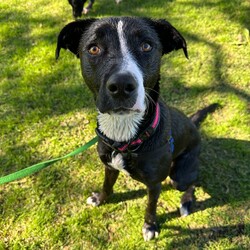 Adopt a dog:Rosie/Staffordshire Bull Terrier/Female/1 Year 5 Months,Hi, I'm Rosie, a beautiful young lady looking for a second chance with a loving family! I would love a family who is ready to make me a focal point in their lives and love me completely in all my goofiness. I LOVE to play with toys and will chase after it, bring it back and show you my cheeky side whilst I run away with it again, however I will swap for a treat or another toy. I enjoy sniffing walks, exploring and short obedience training session with treats of course to positively reinforce the good work that I do. I would love a fully fence yard and a comfy bed inside with my family to rest and be surrounded with love. I can be a bit jumpy and excitable when I meet new friends but I do know some of my cues and will sit when asked. It would be great if my younger family members had experience with large dogs and didn't mind a bouncy gal. Treats are a great motivator for me, and I would love to continue developing my skills slowly in the backyard first, then out and about with my family once I am confident and comfortable. I will need to be the only animal in the home, I have showed social behaviours with dogs previously but due to being in shelter for a long period of time will need the space and quiet to decompress as dogs are too overwhelming for me now. Requirements: -Must meet all family – Children over 15 -Must be only animal – Indoor/Outdoor access If you think you could be the perfect home for me to come and see me at the Hunter Shelter and my friends can help us meet! Love and tail wags from Rosie!