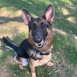 Gemma/German Shepherd Dog/Female/6 Years 7 Months,Hey my name is Gemma and I am a super sweet older gal who is now looking for her very own family. I would love a family who has experience with my breed, I am very loyal and loving but will need sometime to get to know you and form that unbreakable bond. I can be a bit scared throughout storms so need a home that will allow me to have indoor and outdoor access, I just need to be near my family to feel safe at these times, I can also see myself being a lounge lizard and a lady of luxury if you allow me to. It would be ideal if my new guardian is home more often than not especially to help me settle in, if you need to leave me alone I will need a safe backyard with solid fencing as I can get unsettled if I can see traffic walking past my house. I will need older children in the home that understand that I may need space from time to time, I also can get pushy when I want to play and don't realise my size and I would hate to hurt anyone. I will need to be the only animal in the home other dogs make me uncomfortable and I like to keep my distance from them, I won't be suited to off lead or heavy traffic dog areas. My leash manners are beautiful so we can enjoy a nice calm walk in a quieter area together. Requirements: -Must meet all family  -No children under 12 -Must be only pet  -Indoor/outdoor access -Breed savvy owner If you think I could be the girl for you please head into the shelter today to say hi, I am looking forward to potentially meeting my new family. Love, Gemma xo