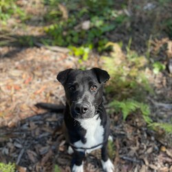 Xander/American Staffordshire Terrier / Australian Kelpie/Male/10 Months,Hello there! My name is Xander, and I'm a charming young man finally on the lookout for my forever home! Could this be with you? I am incredibly sweet and intelligent, which means I learn quickly. I am food motivated, which makes me easy to train. I already know how to sit and lay down and I love to figure out food puzzles such as kongs! I am looking for a family who is patient. Unfortunately I have spent most of my young life in the shelter so the transition from shelter to home might be a little bit tough for me. I would love a routine (doesn't everybody) such as play, eat, sleep as this will help me understand how things happen each day and create some predictability. I would also love people who can take it slow and let me get used to the home and my new family first before exposing me to any other new things. At the shelter I have access to the backyard in the office and I love it! When its sunny the staff put a little blanket out on the grass for me to lay on and I have a picnic – usually with a bulli stick or a pigs ear! Sometimes I like to run around with my fluffy chicken toy and do some zoomies and throw it up in the air like I just don't care. My ideal home would offer both indoor and outdoor access, giving me the chance to explore and play in a safe, secure area. This way, I can burn off my puppy energy while also having a cozy indoor space to relax. If you think you could be the perfect family for me, I can’t wait to meet you and start our adventure together! Please fill out an application at   or contact the shelter directly at 0477 064 192, or email us at barc@rspcansw.org.au. Requirements: