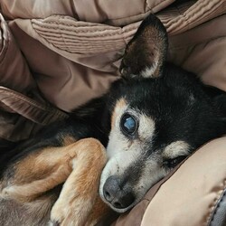 Toby/Chihuahua (Smooth Coat)/Male/14 Years 7 Months,*I am currently living in a loving foster home until my furever family comes along! Please call the shelter if you are interested in meeting me! Hi, I'm Toby a distinguished senior pup with a heart of gold, who is looking for a loving home where I can retire. I hope that is with you! I am a laid-back and gentle soul who enjoys the simple pleasures in life. With a nose that never tires of sniffing out new scents and a heart that beats for delicious food. My favourite past times include, short sniffari walks around the neighbourhood and some tasty snacks. I would be best suited for a home with older children who can appreciate my calm demeanour. I thrive on having both indoor and outdoor access, enjoying leisurely strolls in the garden and lounging in my favourite cozy spot close to my family. I am seeking a peaceful home where I can relax, take life at my own pace and soak up all the love that comes my way. As an only dog, I thrive on one-on-one attention and would love nothing more than to be a lap dog and cuddle up with my favourite humans. Requirements: -Must meet all family – Children over 15 years – Owner home more often -Must be only dog – Indoor/Outdoor access – Peaceful/Quiet home Despite my age I still have a spring in my step and a twinkle in my eye, ready to bring joy and companionship to my forever family. If you think you could give me a beautiful life, surrounded by love in my golden years, head to the Hunter Shelter and the staff can help us meet. I can't wait to see you! Love and tail wags, Toby