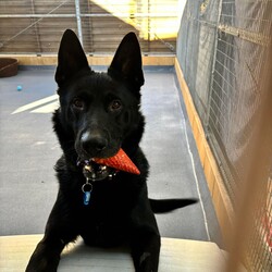 Wolfie/German Shepherd Dog / Dutch Shepherd/Male/6 Years 2 Months,Hey there, I'm Wolfie, a lively black Shepherd hoping to find my perfect match! I'm all about fun and games—give me a squeaky toy or a ball, and I'm in my element. Playing fetch is my favorite pastime, and with my sleek black fur and alert ears, I'm quite the handsome guy, if I do say so myself! Now, let's talk about what I need in a forever home. I'm a big boy with a lot of energy, so someone who knows their way around large breeds would be perfect for me. Experience with dogs like me means you'll understand my need for exercise and mental stimulation. Here's the thing—I prefer to be the only dog in the household. It's not that I don't like other dogs, I just get a bit frustrated around them sometimes. I want all the attention to myself, you know? But when it comes to kids, I'm open to meeting them! It's important we get along well and feel comfortable together. I'm healthy, up to date on my vaccinations, and ready to bring lots of joy and companionship to the right person or family. If you're looking for a loyal buddy who's always up for an adventure, let's meet up! I can't wait to charm you with my playful antics and loving nature. Lots of love, Wolfie xx