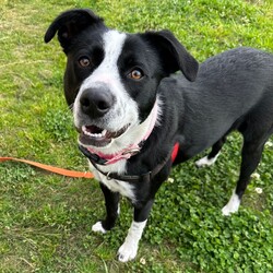 Mercury/Border Collie / Staffordshire Bull Terrier/Female/1 Year 2 Months,Hi, I'm Mercury and I am on the hunt for a loving home. I have lived a life of unpredictability and have a lot to learn about the world, as I have spent most of my young life in care. I am an enrichment Queen with a zest for adventure, who would love to settle in a cozy bed indoors with a long-lasting chew and zoom around a large, fully fenced yarded area playing fetch. I would thrive in a home with older children, who I can grow with, be my love bug self and who will give me some space to be alone when I need some decompression. I am a long lasting treat connoisseur and chewing is my favourite way to decompress. Some of my favourite yummy chews are coffee wood, goat horns and venison ears. I am a social butterfly who adores socializing with larger furry friends and would do best in a home without small animals. I love going for sniff walks with furry friends, however my play style is not every canines cup of tea. For this reason I am not a gal who is going to be able to attend off lead areas. I would love a well socialised and calm furry friend who is going to teach me that taking time for some zzz's is just as rewarding as zoomies. Requirements -Must meet all family  -Children over 12 years -Must meet all dogs (can be selective)  -Not suited to a home with small pets If you think you could give me the love and devotion that I deserve, head to the Hunter Shelter and the staff can help us meet. I can't wait to see you! Love and nose boops, Mercury