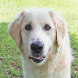 Ace/Maremma Sheepdog / Bullmastiff/Male/1 Year 10 Months,Hey there, future best friend! I’m Ace, your soon-to-be best buddy! I’m a big, lovable Maremma on the hunt for my forever home. I’m super loyal and affectionate with my family, but I might need a little time to warm up to new people. Think of me as a friendly giant who takes things slow and steady! I’m pretty smart—I already know how to sit, lie down, and shake hands. I walk nicely on a leash and love a good grooming session. While I enjoy hanging out with my humans indoors, I’ll need a spacious yard where I can stretch out and keep an eye on my territory. I’m a gentle soul, but because I can get the zoomies and I’m on the larger side, I’d do best in a home with kids over 12. A calm, quiet environment will make me the happiest. If you think you’re ready for a big, goofy buddy like me, bring the whole family and any other dogs to the shelter. Let’s take it slow and get to know each other. I’m sure we’ll be the best team! Can’t wait to meet you! Tail wags, Ace My adoption fee is $500 and I come desexed & microchipped, with my vaccinations & flea, tick and worming treatments all up to date.  ﻿If you are interested in meeting me please follow the link   to fill out the form or call 0477 064 192 to talk to our staff and book in a meet and greet.