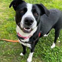 Mercury/Border Collie / Staffordshire Bull Terrier/Female/1 Year 2 Months,Hi, I'm Mercury and I am on the hunt for a loving home. I have lived a life of unpredictability and have a lot to learn about the world, as I have spent most of my young life in care. I am an enrichment Queen with a zest for adventure, who would love to settle in a cozy bed indoors with a long-lasting chew and zoom around a large, fully fenced yarded area playing fetch. I would thrive in a home with older children, who I can grow with, be my love bug self and who will give me some space to be alone when I need some decompression. I am a long lasting treat connoisseur and chewing is my favourite way to decompress. Some of my favourite yummy chews are coffee wood, goat horns and venison ears. I am a social butterfly who adores socializing with larger furry friends and would do best in a home without small animals. I love going for sniff walks with furry friends, however my play style is not every canines cup of tea. For this reason I am not a gal who is going to be able to attend off lead areas. I would love a well socialised and calm furry friend who is going to teach me that taking time for some zzz's is just as rewarding as zoomies. Requirements -Must meet all family  -Children over 12 years -Must meet all dogs (can be selective)  -Not suited to a home with small pets If you think you could give me the love and devotion that I deserve, head to the Hunter Shelter and the staff can help us meet. I can't wait to see you! Love and nose boops, Mercury