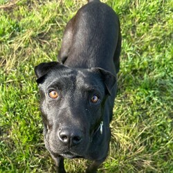 Luna/Shar Pei/Female/5 Years 7 Months,Hi I'm Luna, a sweet and gentle girl who is looking for my furever home. I hope that is with you! I am a bit shy at first, however warm up quickly to those who show me love and patience. Once given the time to break out of my shell I am sure to win your heart with my butt tuck zoomies and cheekiness. I LOVE tasty treats, especially if it is roast chicken. I would thrive in a home where someone was home most of the time to provide the love and companionship I crave. It would be great if I had indoor and outdoor access. Time soaking up some love, in a cozy bed inside and room to sniff up a storm, in a fully fenced, yarded area. I would be best suited to a quiet home, with older children where I can feel safe and secure. When it comes to furry friends, I can be a bit of a recluse and prefer the company of people over other animals. It would be best if I was the only animal in the household to be doted on. Requirements -Must meet all family  –  Children over 12 years -Must be only pet  –  Solid fencing -Peaceful/Quiet home If you are willing to take a slow approach and give me the time I need to trust and build bonds, I will reward you with endless love and loyalty. I can't wait to meet you at the Hunter Shelter! Love and kisses, Luna