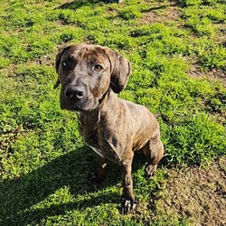 Adopt a dog:Bruno/Bullmastiff/Male/1 Year 9 Months,Hi I'm Bruno and I'm a big bugalug of a boy that needs a comfy home to settle into. I am a big goofy boy, who loves car trips to low trafficked parks, where I can sniff up a storm, as I investigate the world through my nose and have some tasty treats to decompress afterwards. I am not a fussy man and love all things food! Food is one of my love languages! I will need a home that has had experience with big dogs before and adores them to bits! I love being with my family and lounging around so I would love it if someone was home with me most of the time. I can be a bit bouncy at times but also can be sensitive at others, so it is best for me that I go to a home that is a bit more mature. I am unfortunately not a big fan of other dogs as I just don't understand them very well. I tend to get a bit overwhelmed when around them and like to keep my distance from them. This just means that you get me all to yourselves and you to me! Requirements: -Must meet all family – Must be only dog -Children over 15 years – Owner home more often -Peaceful/Quiet home – Experienced owner Bruno is a special boy that is looking for a place to call his own. If you think that your family fits the bill, then please apply for him at    Love and tail wags! Bruno