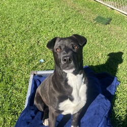 Adopt a dog:Xander/American Staffordshire Terrier / Australian Kelpie/Male/10 Months,Hello there! My name is Xander, and I'm a charming young man finally on the lookout for my forever home! Could this be with you? I am incredibly sweet and intelligent, which means I learn quickly. I am food motivated, which makes me easy to train. I already know how to sit and lay down and I love to figure out food puzzles such as kongs! I am looking for a family who is patient. Unfortunately I have spent most of my young life in the shelter so the transition from shelter to home might be a little bit tough for me. I would love a routine (doesn't everybody) such as play, eat, sleep as this will help me understand how things happen each day and create some predictability. I would also love people who can take it slow and let me get used to the home and my new family first before exposing me to any other new things. At the shelter I have access to the backyard in the office and I love it! When its sunny the staff put a little blanket out on the grass for me to lay on and I have a picnic – usually with a bulli stick or a pigs ear! Sometimes I like to run around with my fluffy chicken toy and do some zoomies and throw it up in the air like I just don't care. My ideal home would offer both indoor and outdoor access, giving me the chance to explore and play in a safe, secure area. This way, I can burn off my puppy energy while also having a cozy indoor space to relax. If you think you could be the perfect family for me, I can’t wait to meet you and start our adventure together! Please fill out an application at   or contact the shelter directly at 0477 064 192, or email us at barc@rspcansw.org.au. Requirements: