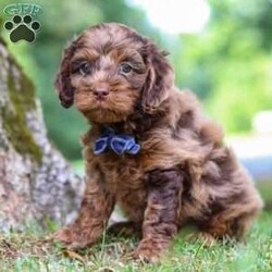 Ezra/Cockapoo									Puppy/Male	/7 Weeks,Meet Ezra, the most adorable little Cockapoo you will ever meet! This stunning little baby has the most luscious hair coat and the most darling features of a Cockapoo. He is ready to take on the world with his forever family by his side. His knack for bringing smiles to the faces of everyone he meets has ensured that he has received endless love and attention since birth. This has allowed him to become highly socialized and very adaptable. When he joins you and your family, he will have no trouble adjusting to you and your lifestyle.