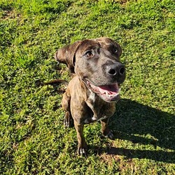 Bruno/Bullmastiff/Male/1 Year 9 Months,Hi I'm Bruno and I'm a big bugalug of a boy that needs a comfy home to settle into. I am a big goofy boy, who loves car trips to low trafficked parks, where I can sniff up a storm, as I investigate the world through my nose and have some tasty treats to decompress afterwards. I am not a fussy man and love all things food! Food is one of my love languages! I will need a home that has had experience with big dogs before and adores them to bits! I love being with my family and lounging around so I would love it if someone was home with me most of the time. I can be a bit bouncy at times but also can be sensitive at others, so it is best for me that I go to a home that is a bit more mature. I am unfortunately not a big fan of other dogs as I just don't understand them very well. I tend to get a bit overwhelmed when around them and like to keep my distance from them. This just means that you get me all to yourselves and you to me! Requirements: -Must meet all family – Must be only dog -Children over 15 years – Owner home more often -Peaceful/Quiet home – Experienced owner Bruno is a special boy that is looking for a place to call his own. If you think that your family fits the bill, then please apply for him at    Love and tail wags! Bruno