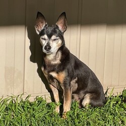 Toby/Chihuahua (Smooth Coat)/Male/14 Years 7 Months,*I am currently living in a loving foster home until my furever family comes along! Please call the shelter if you are interested in meeting me! Hi, I'm Toby a distinguished senior pup with a heart of gold, who is looking for a loving home where I can retire. I hope that is with you! I am a laid-back and gentle soul who enjoys the simple pleasures in life. With a nose that never tires of sniffing out new scents and a heart that beats for delicious food. My favourite past times include, short sniffari walks around the neighbourhood and some tasty snacks. I would be best suited for a home with older children who can appreciate my calm demeanour. I thrive on having both indoor and outdoor access, enjoying leisurely strolls in the garden and lounging in my favourite cozy spot close to my family. I am seeking a peaceful home where I can relax, take life at my own pace and soak up all the love that comes my way. As an only dog, I thrive on one-on-one attention and would love nothing more than to be a lap dog and cuddle up with my favourite humans. Requirements: -Must meet all family – Children over 15 years – Owner home more often -Must be only dog – Indoor/Outdoor access – Peaceful/Quiet home Despite my age I still have a spring in my step and a twinkle in my eye, ready to bring joy and companionship to my forever family. If you think you could give me a beautiful life, surrounded by love in my golden years, head to the Hunter Shelter and the staff can help us meet. I can't wait to see you! Love and tail wags, Toby