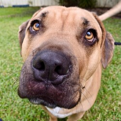 Hermit/Mastiff/Male/3 Years 5 Months,Hi there! Are you looking for a loyal companion who loves nothing more than hanging around the home and spending quality time with you? Look no further! Under my big boofy exterior is a gentle teddy bear, ready to fill your home with love and warmth. I thrive on human companionship and would be the ideal dog for those who enjoy lounging around the house with their furry friend. I'm looking for a forever home where I can be the only furry friend, as I'm not very fond of other dogs. It's essential that my new home provides me with a safe indoor space to help me feel secure and content in my home. I would also prefer a quieter home environment with no young children as I am a sensitive soul who can get overwhelmed when there is a lot going on. I don't even really need to go for walks that much, I'm way happier just hanging at home with my people! Despite my preference for a quieter lifestyle, I really am a big softie who just wants to relax at home with my human companions, pottering around the house or chewing on a pigs ear. If you think you could be my new forever family, please fill out the   or contact the shelter directly on 0477 064 192 or email us at barc@rspcansw.org.au   I am so eager to meet you and see if we could be the perfect match! Restrictions: