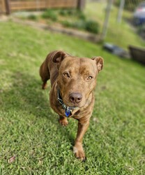 Frankie/Staffordshire Bull Terrier / Dachshund Standard (Smooth)/Male/4 Years 5 Months,Hi friends, my name is Frankie! I'm a handsome little gentleman looking for my forever home, could that be with you? I have had a rough start to life but with the help of my shelter friends, I am now ready to join my new family! I am a very affectionate young man, who loves nothing more than spending quality time with my humans, whether it's basking in the sunshine or curled up on the lounge watching your favourite tv show! I'd suit a quieter home, preferably with no young children, and no other animals, as I can sometimes get overwhelmed with too much noise and activity around me. I would also love it if my humans were home more often than not, as I'm quite a clingy man and love their constant attention and cuddles. I know sometimes you have to go out, if you can leave me with some fun toys, yummy treats, and a snuggly bed, I should be safe and happy until you get home. I would benefit from daily enrichment and interactive feeders to help keep my mind and body active. If you think that your home would be a good fit, please fill out an application online at  or call 0477 064 192 and the team at BARC will be in touch to arrange a meet and greet. Love, Frankie x Requirements: