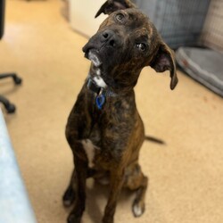 Adopt a dog:Mocha/Boxer / Mastiff/Female/1 Year 1 Month,Hi, I'm Mocha, it's so nice to meet you! I'm a sweet and gentle girl with a beautiful, goofy nature and the kindest eyes. In my previous home I was quite sheltered, so I haven't experienced much of the world yet! New sights and sounds can overwhelm me at times, but once I feel safe my loving nature really shines through! I thrive in calm, quiet environments and enjoy simple pleasures like lounging on the couch or strolling around the backyard. When the staff bring me up to the office I love to come up and lean on them for a bit of a pat. I am super sweet and just love to be around my favourite people. I would love if my family were home a bit more often like if they worked from home every now and then :). I'm looking for a patient and understanding owner who can introduce me to new experiences gradually, helping me build confidence at my own pace. With your love and consistency, I'm ready to blossom into the happy, secure dog I know I can be. My ideal home would be a quieter one with adults only or older children who can offer the patience and gentle handling I need. A secure, fenced yard would be ideal so that I can have in/outdoor access to explore at my own pace. I would also be best suited to a home with no other dogs. I can get along with other calm dogs, but high-energy animals are often too much for me. If you have a loving heart and a bit of extra patience, I could be the perfect companion for you. Please contact the shelter to meet me and start our journey together. Let's make my dream of a loving home come true! If you think you could be my new forever family, please fill out an application at   or contact the shelter directly on 0477 064 192 or email us at barc@rspcansw.org.au   RESTRICTIONS: -No children under 15 -Must be only dog -Experienced owner -Indoor/outdoor acce