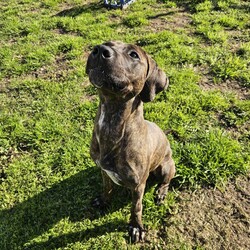 Bruno/Bullmastiff/Male/1 Year 9 Months,Hi I'm Bruno and I'm a big bugalug of a boy that needs a comfy home to settle into. I am a big goofy boy, who loves car trips to low trafficked parks, where I can sniff up a storm, as I investigate the world through my nose and have some tasty treats to decompress afterwards. I am not a fussy man and love all things food! Food is one of my love languages! I will need a home that has had experience with big dogs before and adores them to bits! I love being with my family and lounging around so I would love it if someone was home with me most of the time. I can be a bit bouncy at times but also can be sensitive at others, so it is best for me that I go to a home that is a bit more mature. I am unfortunately not a big fan of other dogs as I just don't understand them very well. I tend to get a bit overwhelmed when around them and like to keep my distance from them. This just means that you get me all to yourselves and you to me! Requirements: -Must meet all family – Must be only dog -Children over 15 years – Owner home more often -Peaceful/Quiet home – Experienced owner Bruno is a special boy that is looking for a place to call his own. If you think that your family fits the bill, then please apply for him at    Love and tail wags! Bruno