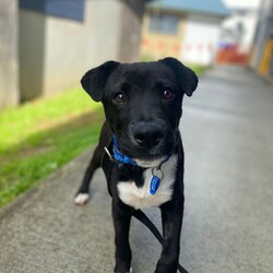 Xander/American Staffordshire Terrier / Australian Kelpie/Male/10 Months,Hello there! My name is Xander, and I'm a charming young man finally on the lookout for my forever home! Could this be with you? I am incredibly sweet and intelligent, which means I learn quickly. I am food motivated, which makes me easy to train. I already know how to sit and lay down and I love to figure out food puzzles such as kongs! I am looking for a family who is patient. Unfortunately I have spent most of my young life in the shelter so the transition from shelter to home might be a little bit tough for me. I would love a routine (doesn't everybody) such as play, eat, sleep as this will help me understand how things happen each day and create some predictability. I would also love people who can take it slow and let me get used to the home and my new family first before exposing me to any other new things. At the shelter I have access to the backyard in the office and I love it! When its sunny the staff put a little blanket out on the grass for me to lay on and I have a picnic – usually with a bulli stick or a pigs ear! Sometimes I like to run around with my fluffy chicken toy and do some zoomies and throw it up in the air like I just don't care. My ideal home would offer both indoor and outdoor access, giving me the chance to explore and play in a safe, secure area. This way, I can burn off my puppy energy while also having a cozy indoor space to relax. If you think you could be the perfect family for me, I can’t wait to meet you and start our adventure together! Please fill out an application at   or contact the shelter directly at 0477 064 192, or email us at barc@rspcansw.org.au. Requirements: