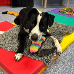 Mercury/Border Collie / Staffordshire Bull Terrier/Female/1 Year 2 Months,Hi, I'm Mercury and I am on the hunt for a loving home. I have lived a life of unpredictability and have a lot to learn about the world, as I have spent most of my young life in care. I am an enrichment Queen with a zest for adventure, who would love to settle in a cozy bed indoors with a long-lasting chew and zoom around a large, fully fenced yarded area playing fetch. I would thrive in a home with older children, who I can grow with, be my love bug self and who will give me some space to be alone when I need some decompression. I am a long lasting treat connoisseur and chewing is my favourite way to decompress. Some of my favourite yummy chews are coffee wood, goat horns and venison ears. I am a social butterfly who adores socializing with larger furry friends and would do best in a home without small animals. I love going for sniff walks with furry friends, however my play style is not every canines cup of tea. For this reason I am not a gal who is going to be able to attend off lead areas. I would love a well socialised and calm furry friend who is going to teach me that taking time for some zzz's is just as rewarding as zoomies. Requirements -Must meet all family  -Children over 12 years -Must meet all dogs (can be selective)  -Not suited to a home with small pets If you think you could give me the love and devotion that I deserve, head to the Hunter Shelter and the staff can help us meet. I can't wait to see you! Love and nose boops, Mercury