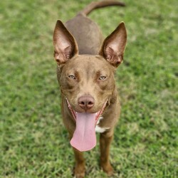 Cardinal/Staffordshire Bull Terrier / Australian Kelpie/Male/1 Year 6 Months,Hey there, I'm Cardinal! I'm a very handsome young man who is searching for my new home where I can be treated like the prince I am while I learn all there is to know about life! Daily exercise with my new family would be great and any kids in the home need to be confident around dogs. I will thrive in a home where I have plenty of choice when interacting. I don't like being overhandled and of course, adult family members will need to monitor interactions with any children for a little while when I first get home. I really enjoy having something to do! I love snuffle and licki mats, these will keep me entertained if you ever need to leave me for a short time. Also, having my toys on a rotation will help to keep me interested in them! I will need some training, so my new owner needs to be prepared to put a bit of effort into my training, partner up with a positive reinforcement trainer to gain some good skills and tips! My backyard needs to be secure with somewhere I can escape to out of the weather – speaking of – I do tend to get a little worried during thunderstorms so please keep me nice and contained safely within your home during these spooky events!  Anyway, I think that's all I need for now! I hope to start my new adventure soon! 