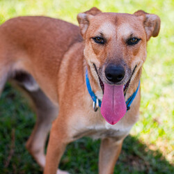 Matey/Australian Kelpie/Male/1 Year 5 Months,Hey there I am on the lookout for my very own forever home, I am a young pup who is in the need of a guardian that is willing and able to work on my ongoing training and socialisation. I have had a rough start to life, so will need a family that will take it slow and at my pace, a quiet and peaceful home is ideal for me so that I can develop a routine and settle into my new environment. Setting me up with my very own safe haven is an amazing idea so that I can retreat when I need to, providing me with enrichment items while in here will help me develop a positive association with this area. Looking into a positive reinforcement trainer in your area is a great idea as I may need some training classes in the near future to help me develop my life skills. I am a sweet pup who is just looking for a family that will give me some love and understanding and show me that life isn't too bad, I am super smart and willing to learn and will give you everything I have if you just give me some time and patience. I will need an owner home more often than not to help me settle into my new home and learn your routine. Requirements: **If you are interested is giving this wonderful pet a home please visit our website and complete an expression of interest 