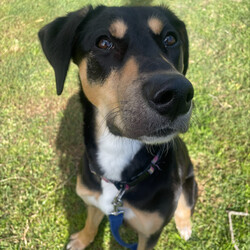 Freya/Staffordshire Bull Terrier / Dobermann/Female/10 Months,Hi there! My name is Freya, and I'm a 7-month-old pup on the lookout for my forever home. I may be young, but I've got heaps of potential and a whole lot of smarts up my furry sleeve! You see, I can be a tad fearful at times, especially when I'm in new places or meeting new people. But hey, who can blame me? The world can be a big, scary spot for a pup like me! I just need a patient family who understands that I might need a bit of time to warm up and get used to my surroundings. But fear not! Once I feel comfortable and safe, I'm as playful and energetic as they come! I love nothing more than bounding around, chasing toys, and exploring every nook and cranny of my new home. And did I mention I'm absolutely adorable? Well, if I do say so myself! Now, here's the scoop on my ideal home: I'm looking for a calm environment where I can catch some Z's and relax after all my adventures. It's important that I'm the only furry friend in the household. I need a family who can tune in to my body language and understand when I need a little space or some extra love and reassurance, this is why Id prefer an adult only household so everyone can learn to understand me. So, if you're searching for a sweet, smart, and oh-so-cute pup to join your family, look no further! I'm ready and waiting to bring joy and laughter into your life. Come meet me, and let's start our journey together! If you want to meet me, fill out the exceptional owners form   or call 0477 064 192 Recommendations: