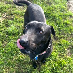 Luna/Shar Pei/Female/5 Years 7 Months,Hi I'm Luna, a sweet and gentle girl who is looking for my furever home. I hope that is with you! I am a bit shy at first, however warm up quickly to those who show me love and patience. Once given the time to break out of my shell I am sure to win your heart with my butt tuck zoomies and cheekiness. I LOVE tasty treats, especially if it is roast chicken. I would thrive in a home where someone was home most of the time to provide the love and companionship I crave. It would be great if I had indoor and outdoor access. Time soaking up some love, in a cozy bed inside and room to sniff up a storm, in a fully fenced, yarded area. I would be best suited to a quiet home, with older children where I can feel safe and secure. When it comes to furry friends, I can be a bit of a recluse and prefer the company of people over other animals. It would be best if I was the only animal in the household to be doted on. Requirements -Must meet all family  –  Children over 12 years -Must be only pet  –  Solid fencing -Peaceful/Quiet home If you are willing to take a slow approach and give me the time I need to trust and build bonds, I will reward you with endless love and loyalty. I can't wait to meet you at the Hunter Shelter! Love and kisses, Luna