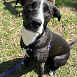 Adopt a dog:Rosie/Staffordshire Bull Terrier/Female/1 Year 5 Months,Hi, I'm Rosie, a beautiful young lady looking for a second chance with a loving family! I would love a family who is ready to make me a focal point in their lives and love me completely in all my goofiness. I LOVE to play with toys and will chase after it, bring it back and show you my cheeky side whilst I run away with it again, however I will swap for a treat or another toy. I enjoy sniffing walks, exploring and short obedience training session with treats of course to positively reinforce the good work that I do. I would love a fully fence yard and a comfy bed inside with my family to rest and be surrounded with love. I can be a bit jumpy and excitable when I meet new friends but I do know some of my cues and will sit when asked. It would be great if my younger family members had experience with large dogs and didn't mind a bouncy gal. Treats are a great motivator for me, and I would love to continue developing my skills slowly in the backyard first, then out and about with my family once I am confident and comfortable. I will need to be the only animal in the home, I have showed social behaviours with dogs previously but due to being in shelter for a long period of time will need the space and quiet to decompress as dogs are too overwhelming for me now. Requirements: -Must meet all family – Children over 15 -Must be only animal – Indoor/Outdoor access If you think you could be the perfect home for me to come and see me at the Hunter Shelter and my friends can help us meet! Love and tail wags from Rosie!