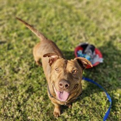 Frankie/Staffordshire Bull Terrier / Dachshund Standard (Smooth)/Male/4 Years 5 Months,Hi friends, my name is Frankie! I'm a handsome little gentleman looking for my forever home, could that be with you? I have had a rough start to life but with the help of my shelter friends, I am now ready to join my new family! I am a very affectionate young man, who loves nothing more than spending quality time with my humans, whether it's basking in the sunshine or curled up on the lounge watching your favourite tv show! I'd suit a quieter home, preferably with no young children, and no other animals, as I can sometimes get overwhelmed with too much noise and activity around me. I would also love it if my humans were home more often than not, as I'm quite a clingy man and love their constant attention and cuddles. I know sometimes you have to go out, if you can leave me with some fun toys, yummy treats, and a snuggly bed, I should be safe and happy until you get home. I would benefit from daily enrichment and interactive feeders to help keep my mind and body active. If you think that your home would be a good fit, please fill out an application online at  or call 0477 064 192 and the team at BARC will be in touch to arrange a meet and greet. Love, Frankie x Requirements: