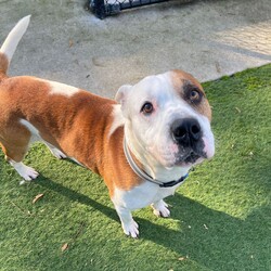 Adopt a dog:Jack/American Staffordshire Terrier/Male/7 Years 6 Months,The names Jack and its a pleasure to meet ya! I stumbled into the RSPCA and the team have fell in love! I am a people dog! If you are looking for beautiful boy to sit by your side, go on adventures together and play with toys for hours on end! I am the boy for you! Due to my love of people, I would prefer someone home more often than not, at least at the beginning to help me settle into my new furever home. I might be able to live with another dog pending a meet, so bring your resident pooch in to see if we get along. Lastly, I have a goofy play style! I love playing tug and tossing toys around the yard, if you are not quick enough I will toss them to myself! I don't however realise my own size and put my whole body into it when I play, therefore will be best if my new family has children they are a little bit older and a bit dog savvy cos I don't want to bowl them over accidentally when I play. If you would like to meet me please come say hi at the Sydney Shelter because I love a good chat, play and hopefully you will bundle me up to go home! If I sound like the pawfect boy for you, please come to the shelter to meet me! I look forward to it, woof! Lots of love, Jack xo