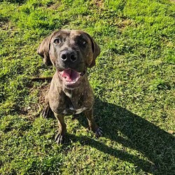 Bruno/Bullmastiff/Male/1 Year 9 Months,Hi I'm Bruno and I'm a big bugalug of a boy that needs a comfy home to settle into. I am a big goofy boy, who loves car trips to low trafficked parks, where I can sniff up a storm, as I investigate the world through my nose and have some tasty treats to decompress afterwards. I am not a fussy man and love all things food! Food is one of my love languages! I will need a home that has had experience with big dogs before and adores them to bits! I love being with my family and lounging around so I would love it if someone was home with me most of the time. I can be a bit bouncy at times but also can be sensitive at others, so it is best for me that I go to a home that is a bit more mature. I am unfortunately not a big fan of other dogs as I just don't understand them very well. I tend to get a bit overwhelmed when around them and like to keep my distance from them. This just means that you get me all to yourselves and you to me! Requirements: -Must meet all family – Must be only dog -Children over 15 years – Owner home more often -Peaceful/Quiet home – Experienced owner Bruno is a special boy that is looking for a place to call his own. If you think that your family fits the bill, then please apply for him at    Love and tail wags! Bruno