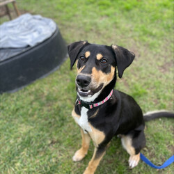 Adopt a dog:Freya/Staffordshire Bull Terrier / Dobermann/Female/10 Months,Hi there! My name is Freya, and I'm a 7-month-old pup on the lookout for my forever home. I may be young, but I've got heaps of potential and a whole lot of smarts up my furry sleeve! You see, I can be a tad fearful at times, especially when I'm in new places or meeting new people. But hey, who can blame me? The world can be a big, scary spot for a pup like me! I just need a patient family who understands that I might need a bit of time to warm up and get used to my surroundings. But fear not! Once I feel comfortable and safe, I'm as playful and energetic as they come! I love nothing more than bounding around, chasing toys, and exploring every nook and cranny of my new home. And did I mention I'm absolutely adorable? Well, if I do say so myself! Now, here's the scoop on my ideal home: I'm looking for a calm environment where I can catch some Z's and relax after all my adventures. It's important that I'm the only furry friend in the household. I need a family who can tune in to my body language and understand when I need a little space or some extra love and reassurance, this is why Id prefer an adult only household so everyone can learn to understand me. So, if you're searching for a sweet, smart, and oh-so-cute pup to join your family, look no further! I'm ready and waiting to bring joy and laughter into your life. Come meet me, and let's start our journey together! If you want to meet me, fill out the exceptional owners form   or call 0477 064 192 Recommendations: