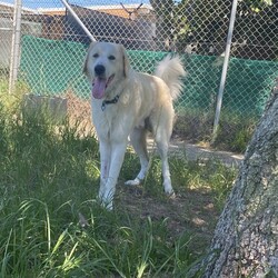 Ace/Maremma Sheepdog / Bullmastiff/Male/1 Year 10 Months,Hey there, future best friend! I’m Ace, your soon-to-be best buddy! I’m a big, lovable Maremma on the hunt for my forever home. I’m super loyal and affectionate with my family, but I might need a little time to warm up to new people. Think of me as a friendly giant who takes things slow and steady! I’m pretty smart—I already know how to sit, lie down, and shake hands. I walk nicely on a leash and love a good grooming session. While I enjoy hanging out with my humans indoors, I’ll need a spacious yard where I can stretch out and keep an eye on my territory. I’m a gentle soul, but because I can get the zoomies and I’m on the larger side, I’d do best in a home with kids over 12. A calm, quiet environment will make me the happiest. If you think you’re ready for a big, goofy buddy like me, bring the whole family and any other dogs to the shelter. Let’s take it slow and get to know each other. I’m sure we’ll be the best team! Can’t wait to meet you! Tail wags, Ace My adoption fee is $500 and I come desexed & microchipped, with my vaccinations & flea, tick and worming treatments all up to date.  ﻿If you are interested in meeting me please follow the link   to fill out the form or call 0477 064 192 to talk to our staff and book in a meet and greet.