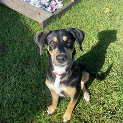 Adopt a dog:Freya/Staffordshire Bull Terrier / Dobermann/Female/10 Months,Hi there! My name is Freya, and I'm a 7-month-old pup on the lookout for my forever home. I may be young, but I've got heaps of potential and a whole lot of smarts up my furry sleeve! You see, I can be a tad fearful at times, especially when I'm in new places or meeting new people. But hey, who can blame me? The world can be a big, scary spot for a pup like me! I just need a patient family who understands that I might need a bit of time to warm up and get used to my surroundings. But fear not! Once I feel comfortable and safe, I'm as playful and energetic as they come! I love nothing more than bounding around, chasing toys, and exploring every nook and cranny of my new home. And did I mention I'm absolutely adorable? Well, if I do say so myself! Now, here's the scoop on my ideal home: I'm looking for a calm environment where I can catch some Z's and relax after all my adventures. It's important that I'm the only furry friend in the household. I need a family who can tune in to my body language and understand when I need a little space or some extra love and reassurance, this is why Id prefer an adult only household so everyone can learn to understand me. So, if you're searching for a sweet, smart, and oh-so-cute pup to join your family, look no further! I'm ready and waiting to bring joy and laughter into your life. Come meet me, and let's start our journey together! If you want to meet me, fill out the exceptional owners form   or call 0477 064 192 Recommendations: