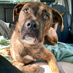 Adopt a dog:Mocha/Boxer / Mastiff/Female/1 Year 1 Month,Hi, I'm Mocha, it's so nice to meet you! I'm a sweet and gentle girl with a beautiful, goofy nature and the kindest eyes. In my previous home I was quite sheltered, so I haven't experienced much of the world yet! New sights and sounds can overwhelm me at times, but once I feel safe my loving nature really shines through! I thrive in calm, quiet environments and enjoy simple pleasures like lounging on the couch or strolling around the backyard. When the staff bring me up to the office I love to come up and lean on them for a bit of a pat. I am super sweet and just love to be around my favourite people. I would love if my family were home a bit more often like if they worked from home every now and then :). I'm looking for a patient and understanding owner who can introduce me to new experiences gradually, helping me build confidence at my own pace. With your love and consistency, I'm ready to blossom into the happy, secure dog I know I can be. My ideal home would be a quieter one with adults only or older children who can offer the patience and gentle handling I need. A secure, fenced yard would be ideal so that I can have in/outdoor access to explore at my own pace. I would also be best suited to a home with no other dogs. I can get along with other calm dogs, but high-energy animals are often too much for me. If you have a loving heart and a bit of extra patience, I could be the perfect companion for you. Please contact the shelter to meet me and start our journey together. Let's make my dream of a loving home come true! If you think you could be my new forever family, please fill out an application at   or contact the shelter directly on 0477 064 192 or email us at barc@rspcansw.org.au   RESTRICTIONS: -No children under 15 -Must be only dog -Experienced owner -Indoor/outdoor acce