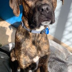Adopt a dog:Mocha/Boxer / Mastiff/Female/1 Year 1 Month,Hi, I'm Mocha, it's so nice to meet you! I'm a sweet and gentle girl with a beautiful, goofy nature and the kindest eyes. In my previous home I was quite sheltered, so I haven't experienced much of the world yet! New sights and sounds can overwhelm me at times, but once I feel safe my loving nature really shines through! I thrive in calm, quiet environments and enjoy simple pleasures like lounging on the couch or strolling around the backyard. When the staff bring me up to the office I love to come up and lean on them for a bit of a pat. I am super sweet and just love to be around my favourite people. I would love if my family were home a bit more often like if they worked from home every now and then :). I'm looking for a patient and understanding owner who can introduce me to new experiences gradually, helping me build confidence at my own pace. With your love and consistency, I'm ready to blossom into the happy, secure dog I know I can be. My ideal home would be a quieter one with adults only or older children who can offer the patience and gentle handling I need. A secure, fenced yard would be ideal so that I can have in/outdoor access to explore at my own pace. I would also be best suited to a home with no other dogs. I can get along with other calm dogs, but high-energy animals are often too much for me. If you have a loving heart and a bit of extra patience, I could be the perfect companion for you. Please contact the shelter to meet me and start our journey together. Let's make my dream of a loving home come true! If you think you could be my new forever family, please fill out an application at   or contact the shelter directly on 0477 064 192 or email us at barc@rspcansw.org.au   RESTRICTIONS: -No children under 15 -Must be only dog -Experienced owner -Indoor/outdoor acce