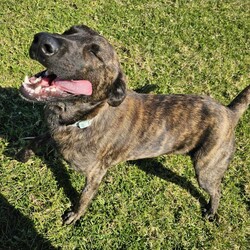 Brindle/Labrador Retriever/Male/1 Year 3 Months,Hey there, the name is Brindle.  I'm a beautiful, big boy looking for my forever home.. away from the shelter life.  I haven't had much life experience so I will need the support of my forever person to help guide me and mold me into the best boy there is!  Positive reinforcement training in the home is a good start, being rewarded for looking into the eyes of my carer will help me build a lasting bond with you. Once I start to settle in the home and get used to your daily routine then I'll be ready to start exploring the world, but slowly, 'cos like I said earlier, I haven't seen much of the world yet! Keep me busy when you're busy by providing me with lots of things to keep me occupied. I like dogs so if you already have a dog in the home, it's best if you bring them into the shelter to meet me first.  Any kids in the home have to be over the age of 15 years and confident around big dogs! My owner needs to be experienced with dogs to be able to pick up on my emotions when I'm feeling overwhelmed and need you to advocate for me!  Anyway, I really just need a chance to show you how much love I have to give! 