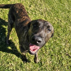 Brindle/Labrador Retriever/Male/1 Year 3 Months,Hey there, the name is Brindle.  I'm a beautiful, big boy looking for my forever home.. away from the shelter life.  I haven't had much life experience so I will need the support of my forever person to help guide me and mold me into the best boy there is!  Positive reinforcement training in the home is a good start, being rewarded for looking into the eyes of my carer will help me build a lasting bond with you. Once I start to settle in the home and get used to your daily routine then I'll be ready to start exploring the world, but slowly, 'cos like I said earlier, I haven't seen much of the world yet! Keep me busy when you're busy by providing me with lots of things to keep me occupied. I like dogs so if you already have a dog in the home, it's best if you bring them into the shelter to meet me first.  Any kids in the home have to be over the age of 15 years and confident around big dogs! My owner needs to be experienced with dogs to be able to pick up on my emotions when I'm feeling overwhelmed and need you to advocate for me!  Anyway, I really just need a chance to show you how much love I have to give! 